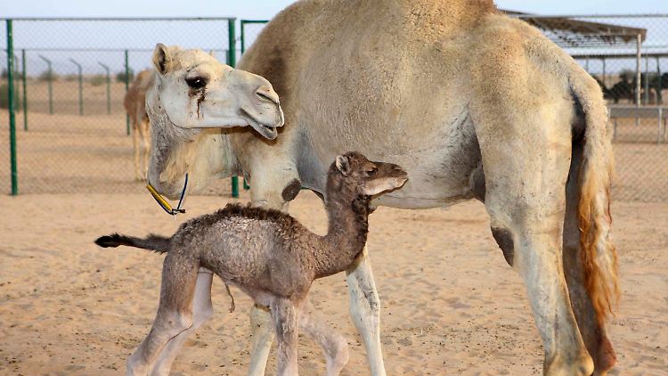 Dubai kann sich noch an den vollen Kassen des Nachbaremirats Abu Dhabi laben.