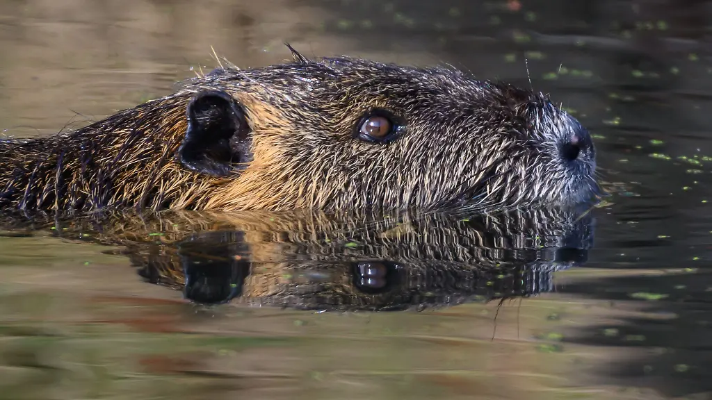 Nutrias-gelten-als-invasive-Art