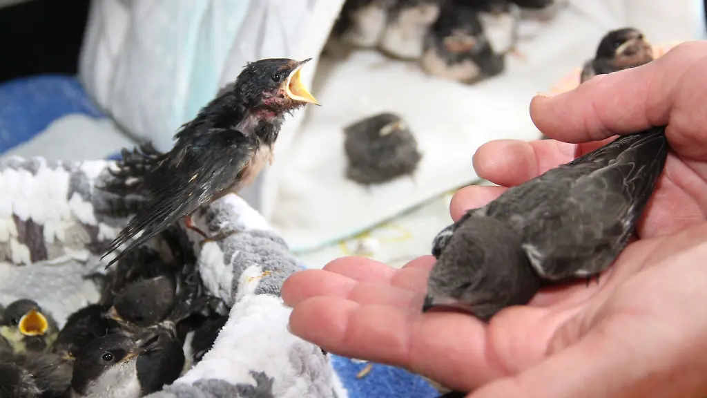 In-der-Vogel-und-Igelpflegestation-in-Bad-Elster-werden-derzeit-viele-junge-Wildvoegel-aufgepaeppelt