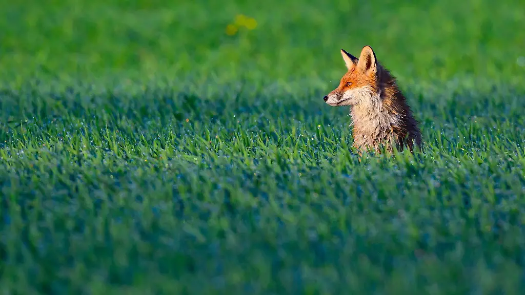 Einsatzkraefte-haben-einen-Fuchs-aus-einer-Falle-gerettet