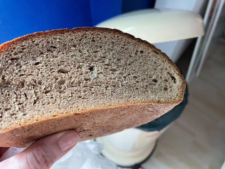 Test Brotkästen das Vergleichsbrot aus Brottüte fliegt an Tag 4 wegen Schimmel in den Mülleimer