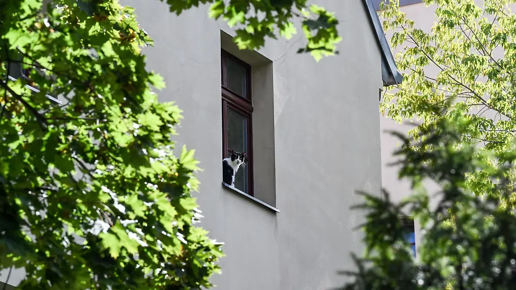 Auch-wenn-Katzen-ein-gutes-Gleichgewicht-haben-kann-ein-Sturz-aus-dem-Fenster-sehr-gefaehrlich-sein