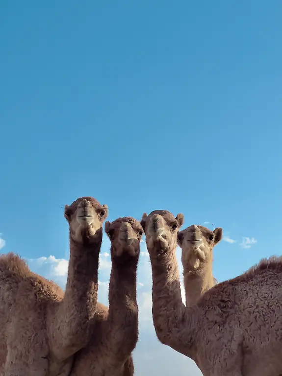 Animals-146999_21741-83492_1_1_11_Rashid-Sheriff