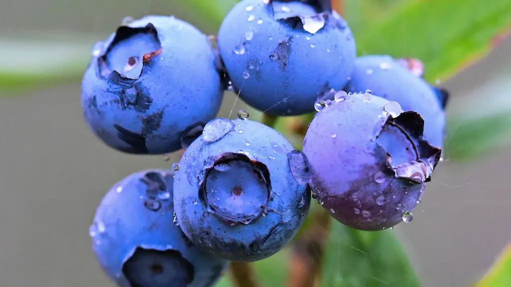 Jetzt-kommen-die-Heidelbeeren-vom-Feld-Bis-September-ist-Erntezeit