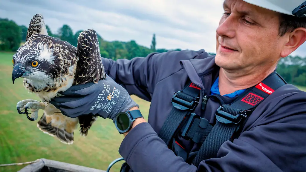 Per-Hubarbeitsbuehne-geht-es-runter-fuer-die-Jungvoegel-zur-Beringung