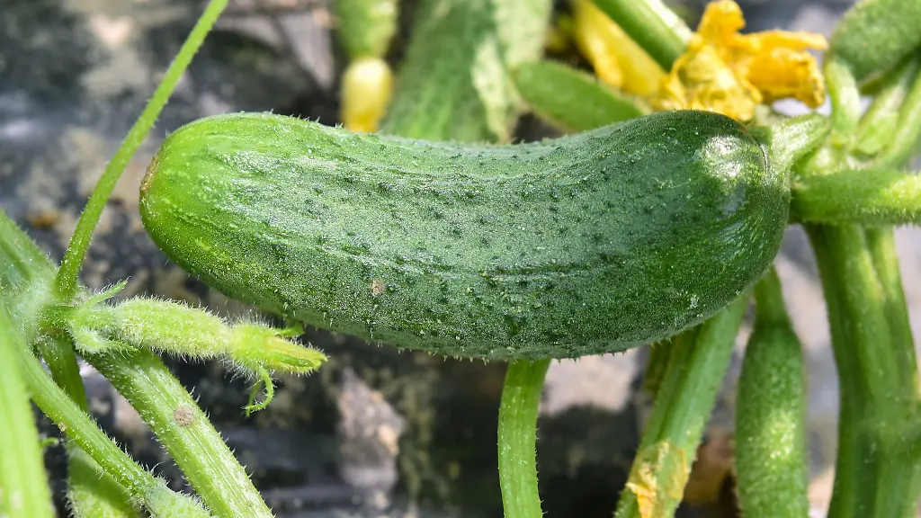 Knackige-Gurken-im-Garten-einer-Anwohnerin-fielen-dem-Hunger-des-Schafbocks-zum-Opfer