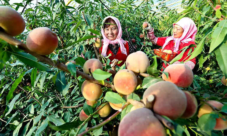 ZHANGYE-CHINA-OCTOBER-24-2024-Farmers-pick-peaches-for-customers-in-a-greenhouse-at-a-planting-base-in-Zhangye-city-Gansu-province-China-Oct-24-2024