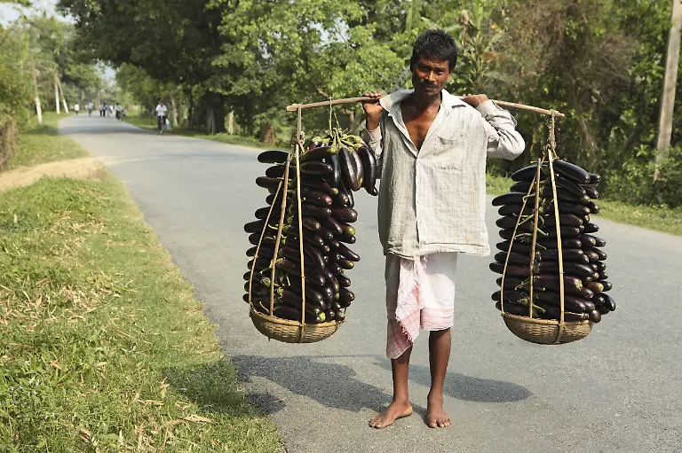 Mann-traegt-Brinjals-Solanum-melongena-auf-der-Schulter-Assam-Indien-NOMR