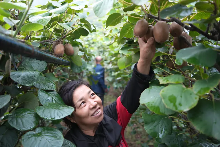 240913-ZIBO-Sept-13-2024-Xinhua-A-villager-picks-kiwi-fruits-at-a-planting-base-in-Yuanquan-Town-Boshan-District-Zibo-City-in-east-China-s-Shandong-Province-Sept-12-2024-Recently-Boshan-District-is-witnessing-the-harvest-season-of-20-000-mu-about-1-333-hectares-of-kiwi-fruits