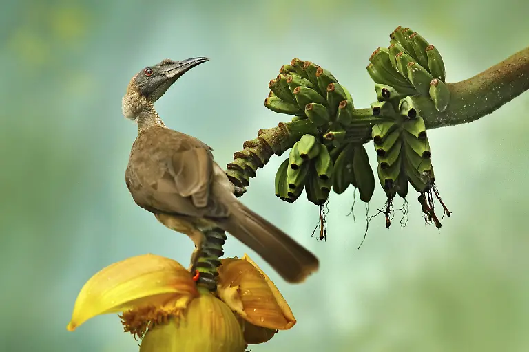 Helmlederkopf-Philemon-buceroides-novaeguineae-in-einem-Bananenbaum-Papua-Neuguinea