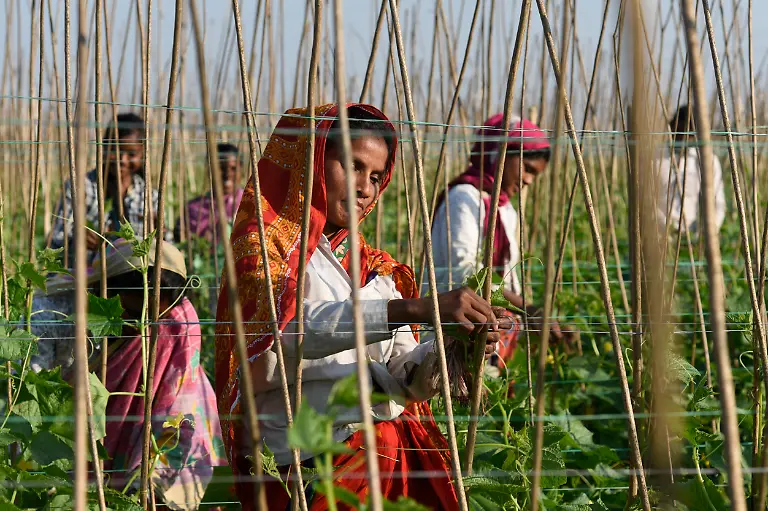 December-8-2020-Barpeta-Assam-India-Farmer-working-in-a-cucumber-farm-in-Barpeta-district-of-Assam-120-days-duration-from-seeding-to-harvest-the-cucumber-produce-greatest-yield-of-80-100-MT-of-fruits-per-acre