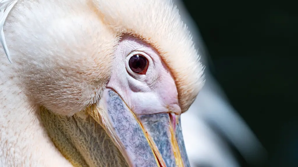 Anlaesslich-des-Landeszootages-haben-Kinder-und-Jugendliche-bis-14-Jahre-freien-Einritt-in-den-Zoos-und-Tierparks-des-Landeszooverbandes-Mecklenburg-Vorpommern
