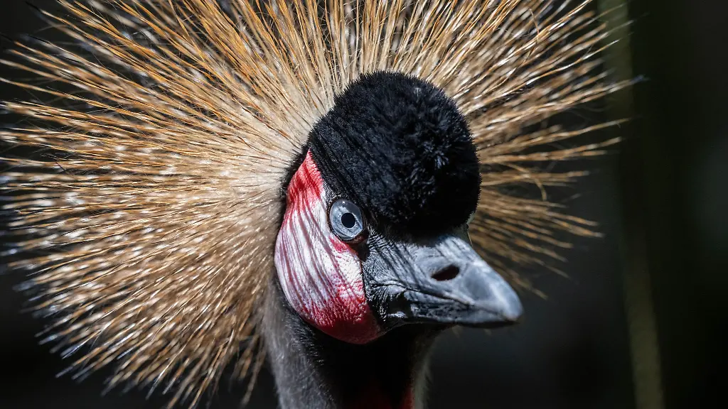 Anlaesslich-des-Landeszootages-haben-Kinder-und-Jugendliche-bis-14-Jahre-freien-Einritt-in-den-Zoos-und-Tierparks-des-Landeszooverbandes-Mecklenburg-Vorpommern
