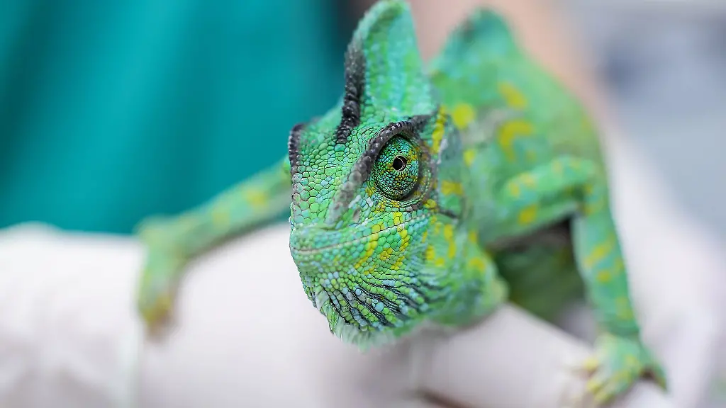 Chamaeleons-gelten-als-besonders-geschuetzte-Tierart