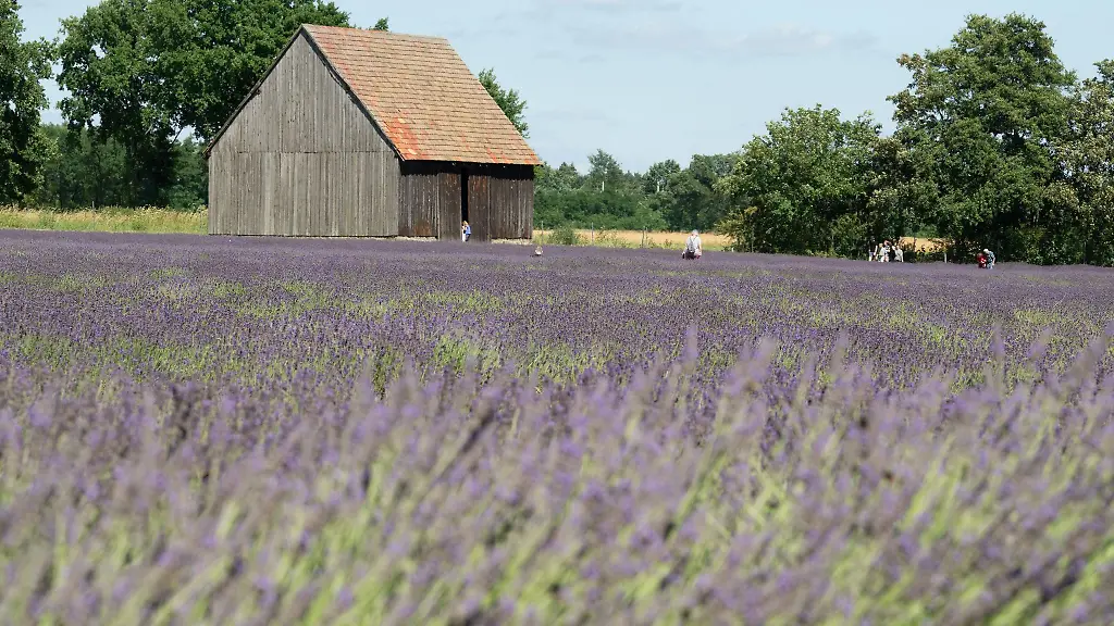 Seit-2020-pflanzt-die-Agrargenossenschaft-See-Lavendel-in-der-Oberlausitz-an
