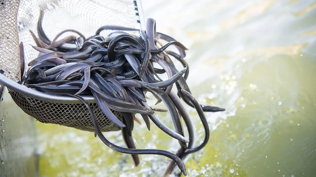 Die-Lebensbedingungen-fuer-Aale-haben-sich-in-Europa-dramatisch-verschlechtert-Angler-setzen-Fische-aus-Frankreich-in-Niedersachsen-aus