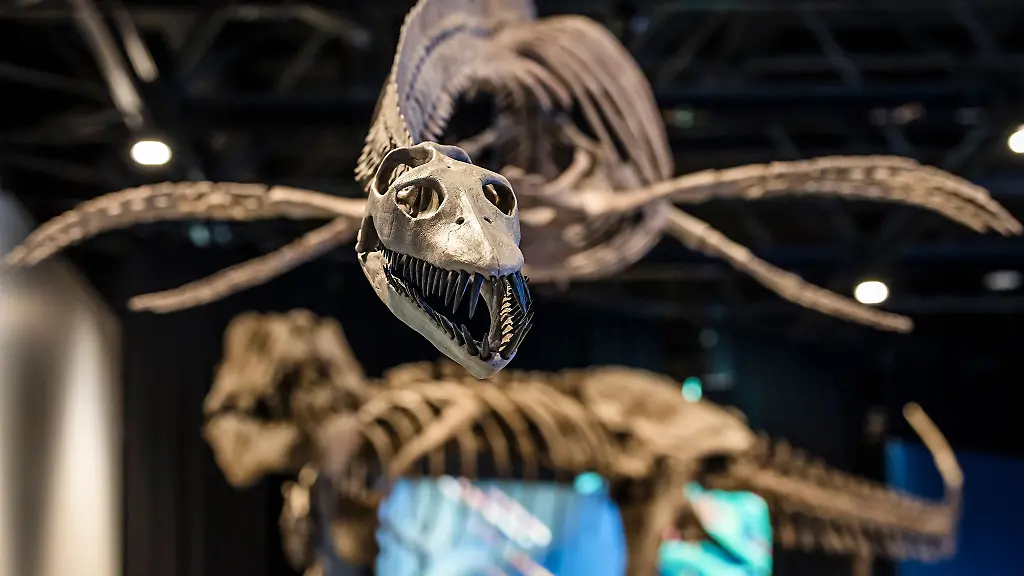 Lebte-einst-auch-in-den-Meeren-Westfalens-Der-Plesiosaurus