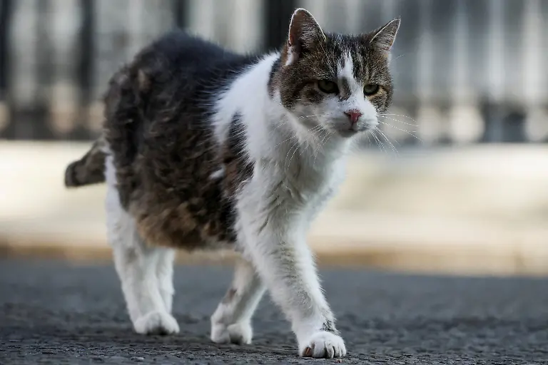 Larry-the-cat-walks-outside-10-Downing-Street-on-the-day-Britain-s-Prime-Minister-Keir-Starmer-is-expected-to-make-a-statement-on-the-vetting-process-for-Peter-Mandelson-s-appointment-as-British-ambassador-to-the-United-States-in-London-Britain-April-20-2026