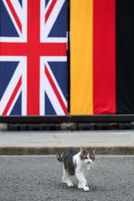 Larry-the-Cat-walks-outside-10-Downing-Street-on-the-day-British-Prime-Minister-Keir-Starmer-meets-with-Ukrainian-President-Volodymyr-Zelenskiy-French-President-Emmanuel-Macron-and-German-Chancellor-Friedrich-Merz-in-London-Britain-June-7-2026