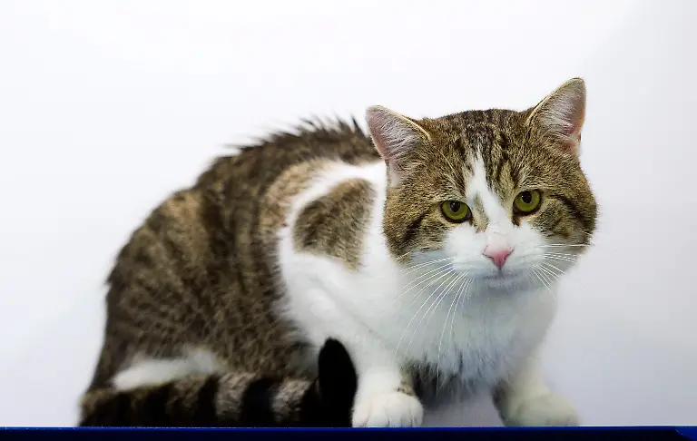 A-cat-called-Larry-is-photographed-in-Battersea-Dogs-and-Cats-Home-before-being-taken-to-Downing-Street-in-London-February-15-2011-The-four-year-old-tabby-cat-will-join-Britain-Prime-Minister-David-Cameron-and-his-family-in-10-Downing-Street-after-a-rat-was-recently-seen-running-past-the-building