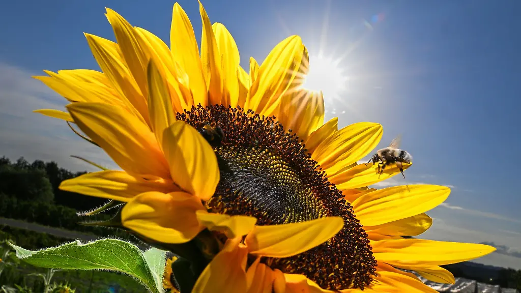 Sieben-Jahre-nach-dem-Ruf-der-Bayern-nach-mehr-Artenschutz-bei-Rettet-die-Bienen-zieht-der-Traegerkreis-des-Volksbegehrens-ein-durchwachsenes-Fazit-bei-der-Umsetzung