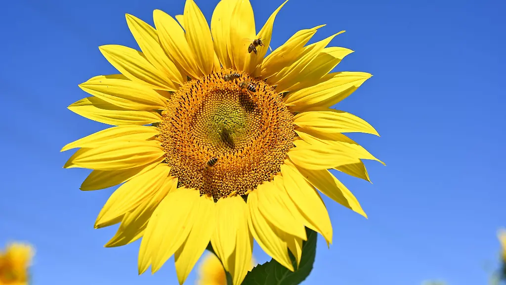 Es-wird-hochsommerlich-warm