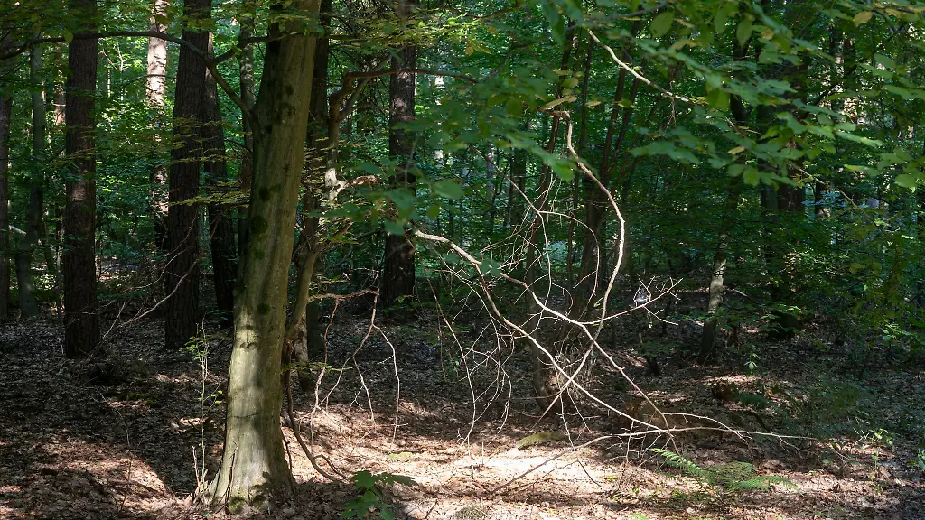 In-Niedersachsen-steigt-die-Waldbrandgefahr
