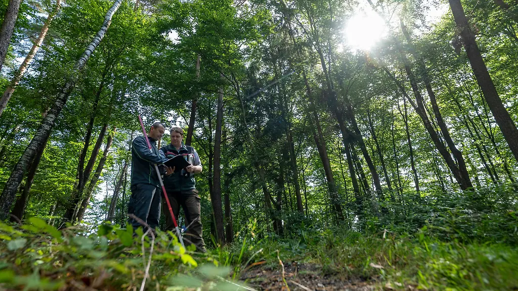 Wie-geht-es-Bayerns-Baeumen-Symbolbild