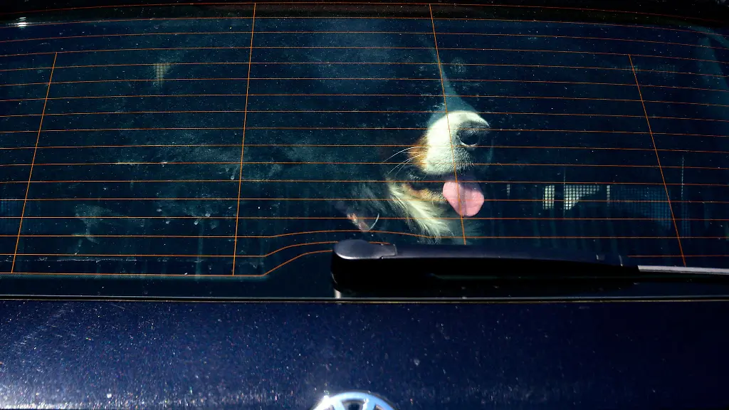 Der-Hund-war-bereits-von-der-Hitze-im-Auto-geschwaecht