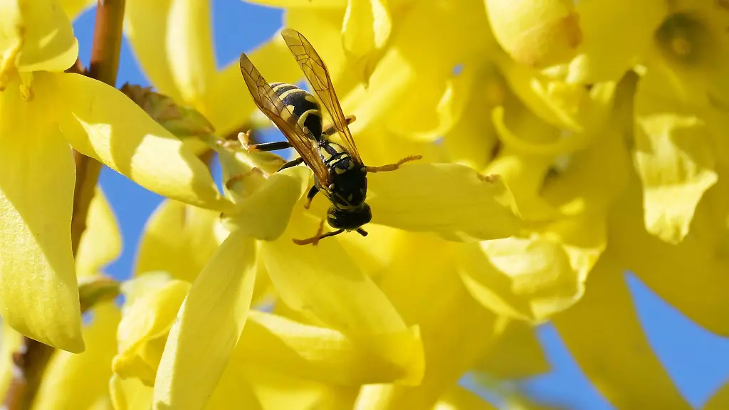 Bis-Mitte-August-erreichen-die-Insekten-den-Hoehepunkt-ihrer-Entwicklung