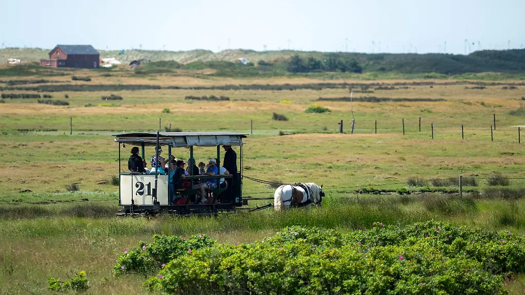 So-kennen-Urlauber-die-Spiekerooger-Pferdebahn-mit-Pferd-Tamme-nun-ist-die-Bahn-auch-ein-Ort-zum-Heiraten