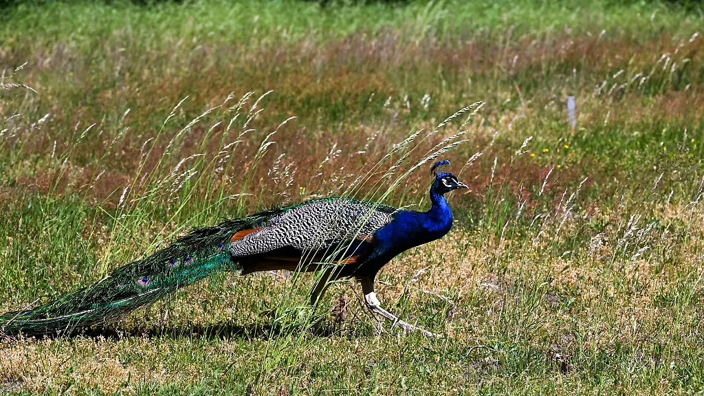 Ein-Pfau-aehnlich-wie-dieser-ist-nach-Meldungen-in-der-Naehe-von-Bad-Ems-unterwegs