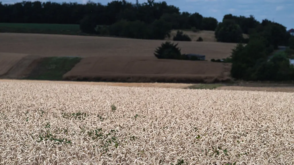 Trockene-Witterung-im-Sommer-Fluch-und-Segen-zugleich-fuer-die-hessische-Getreideernte