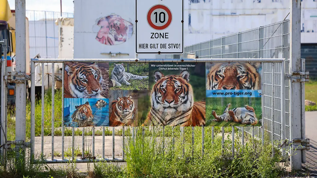 Schkeuditz-Tiger-Angriff-in-Doelzig-73-Jaehriger-von-Raubkatze-verletzt-Tiger-an-Gartenanlage-erschossen-17-05-2026-gegen-13-Uhr-Schkeuditz-OT-Doelzig-Frankenheimer-Strasse-Am-Sonntagmittag-kam-es-im-Schkeuditzer-Ortsteil-Doelzig-zu-einem-groesseren-Polizeieinsatz-nachdem-ein-Tiger-aus-einem-Gehege-ausgebrochen-war-Wie-Polizeisprecherin-Susanne-Luebcke-von-der-Polizeidirektion-Leipzig-erklaerte-bewegte-sich-das-Tier-zunaechst-frei-im-Bereich-einer-Gartenanlage-Polizeikraefte-waren-nach-Eingang-der-Meldung-schnell-vor-Ort-und-konnten-die-Raubkatze-lokalisieren-Zum-Schutz-von-Anwohnern-und-Personen-in-den-Kleingartenanlagen-wurde-das-Tier-schliesslich-erschossen