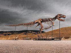 Nach zehnminütigem Wettstreit: Skelett von T-Rex "Gus" bricht Auktionsrekord