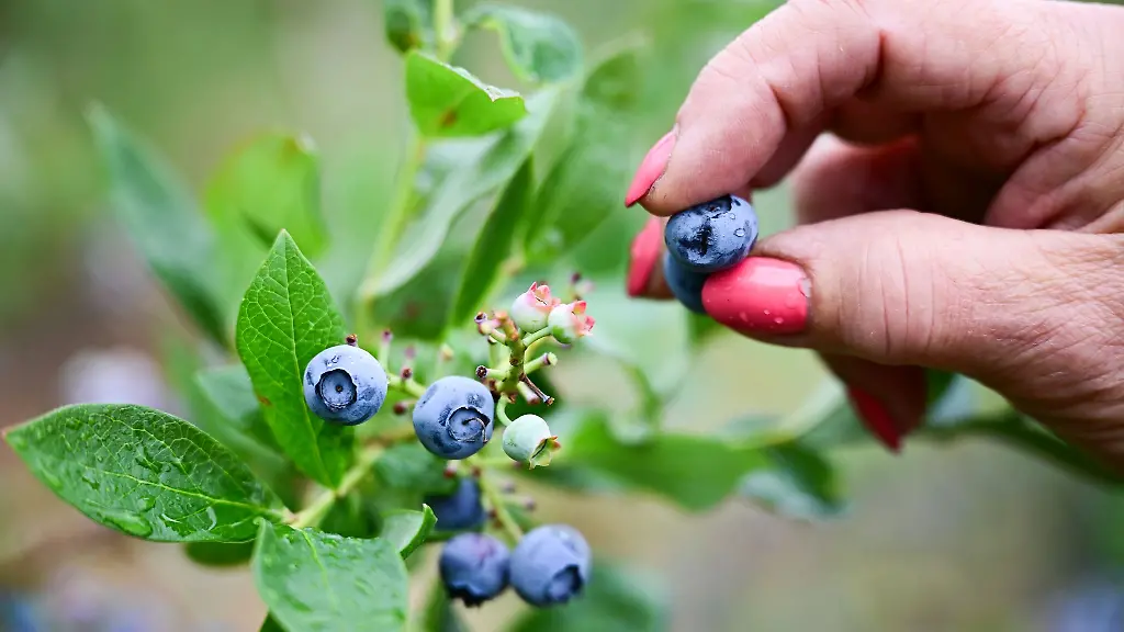 Heidelbeeren-haben-im-Juli-Saison