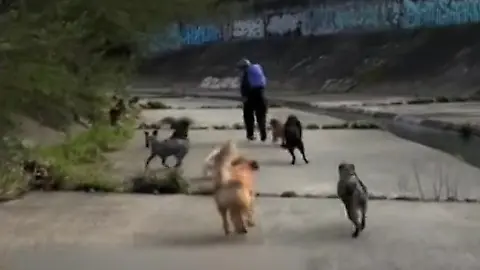 Melbourne Hunde