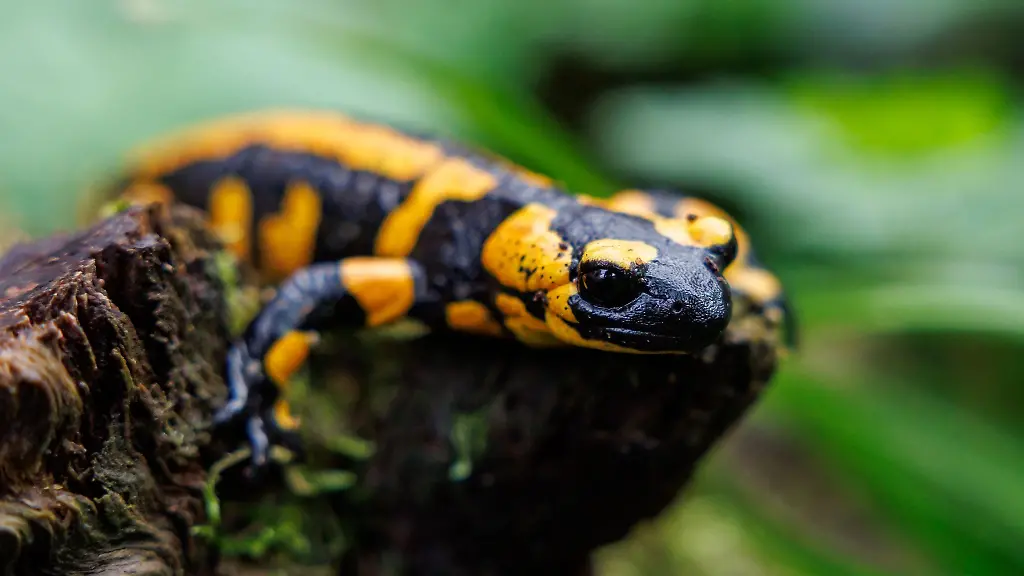 Amphibien-wie-Salamander-sind-auf-feuchte-Umgebung-angewiesen