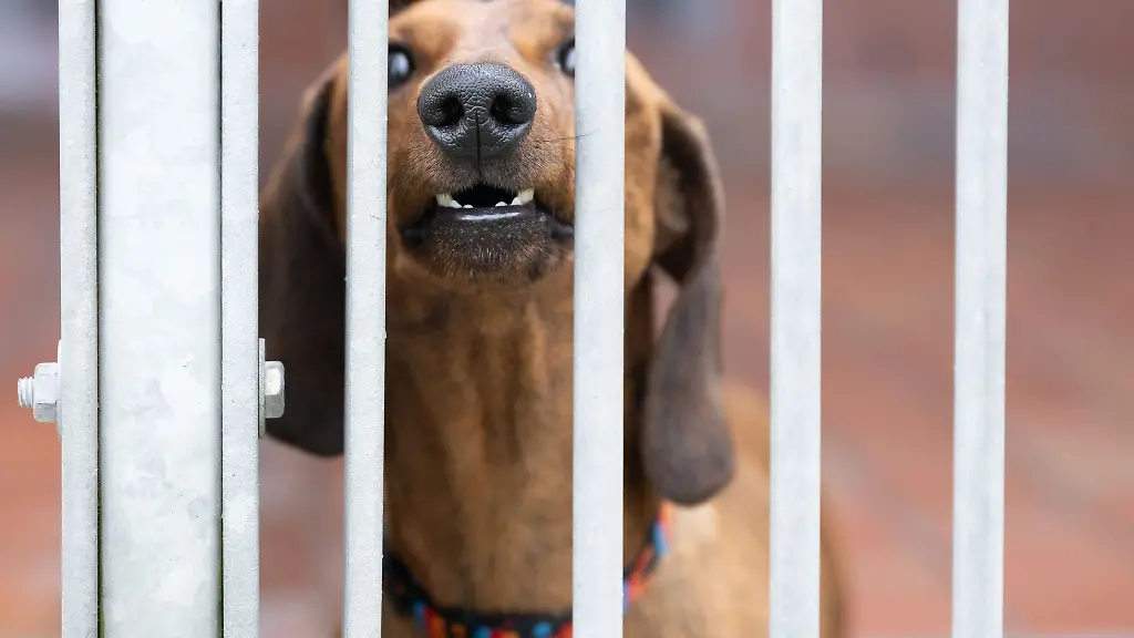 In-Sachsen-sind-im-Vorjahr-613-Vorfaelle-mit-bissigen-Hunden-registriert-worden