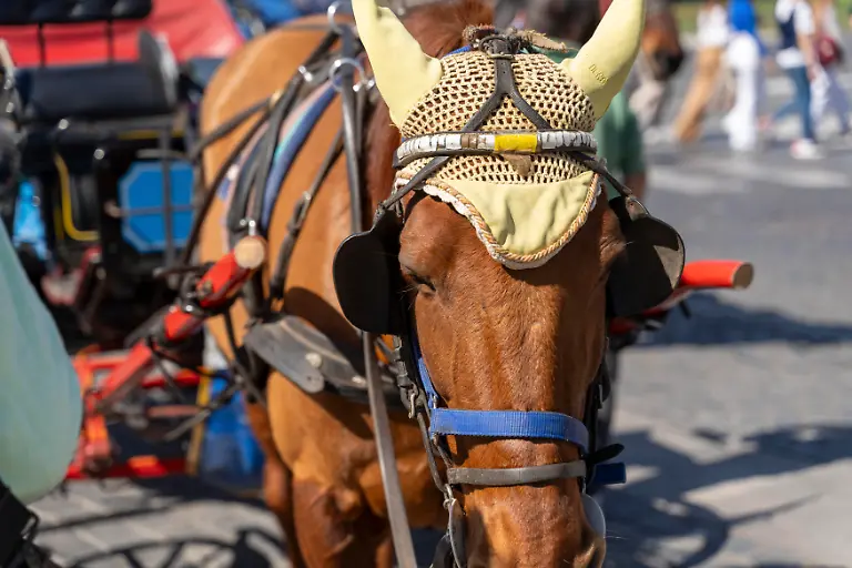 Pferd-mit-Scheuklappen-links-und-rechts-an-eine-Kutsche-gebunden-in-Rom-Italien