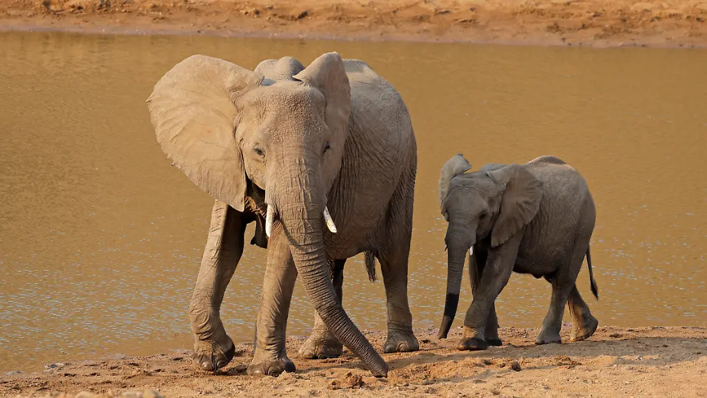 African-elephant-Loxodonta-africana-cow-with-calf-at-a-waterhole-Kruger-National-park-South-Africa