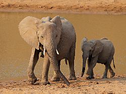 African Elephant Loxodonta Africana Cow With Calf At A Waterhole Kruger National Park South Africa