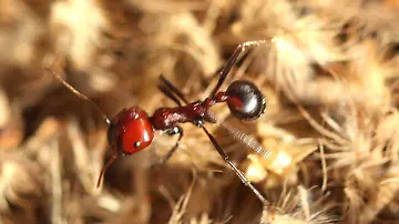 Harvester Ant Running HR DJM1