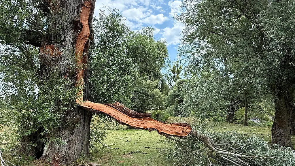 Durch-den-Sturm-ist-ein-grosser-Ast-heruntergekracht-und-der-Baumstamm-geborsten