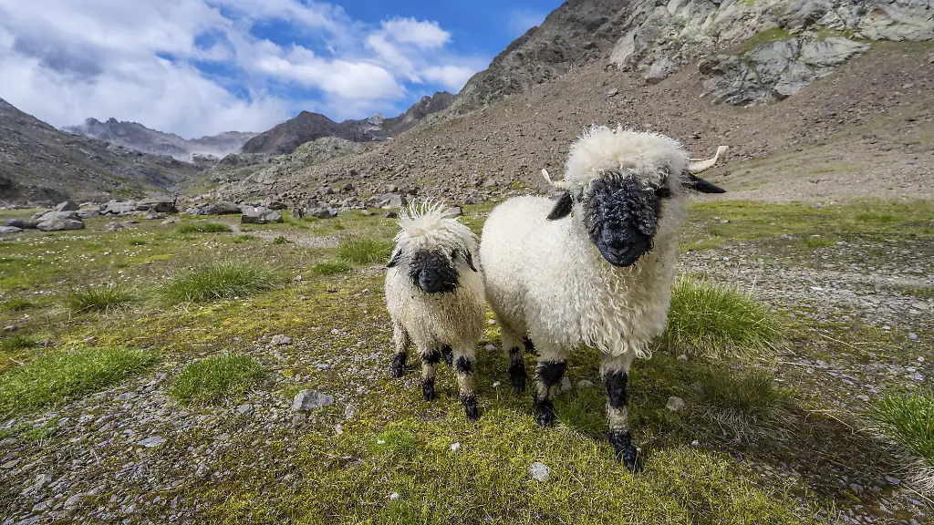 Zwei-Walliser-Schwarznasenschafe-Ovis-gmelini-aries-hochalpines-Bergtal-Obere-Senner-Egete-Stubaier-Alpen-bei-Ridnaun-Suedtriol-Italien-Europa
