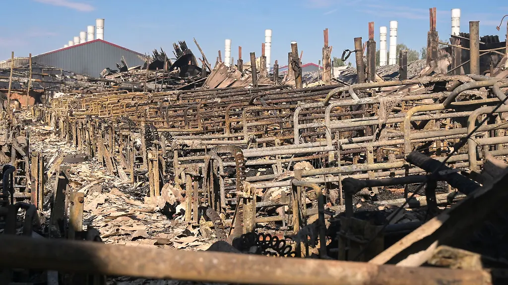 Bei-dem-Brand-in-einer-Schweinemastanlage-in-Coswig-starben-rund-20-000-Schweine