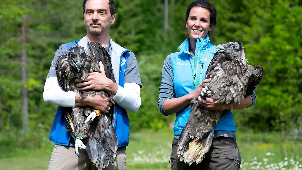 Alljaehrlich-werden-im-Nationalpark-Berchtesgaden-zwei-junge-Bartgeier-ausgewildert