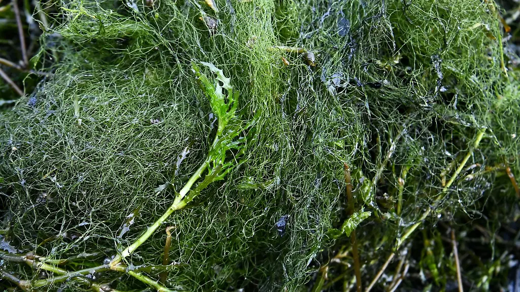 Wenn-die-Wasserpest-einmal-da-ist-wird-man-sie-so-leicht-nicht-mehr-los