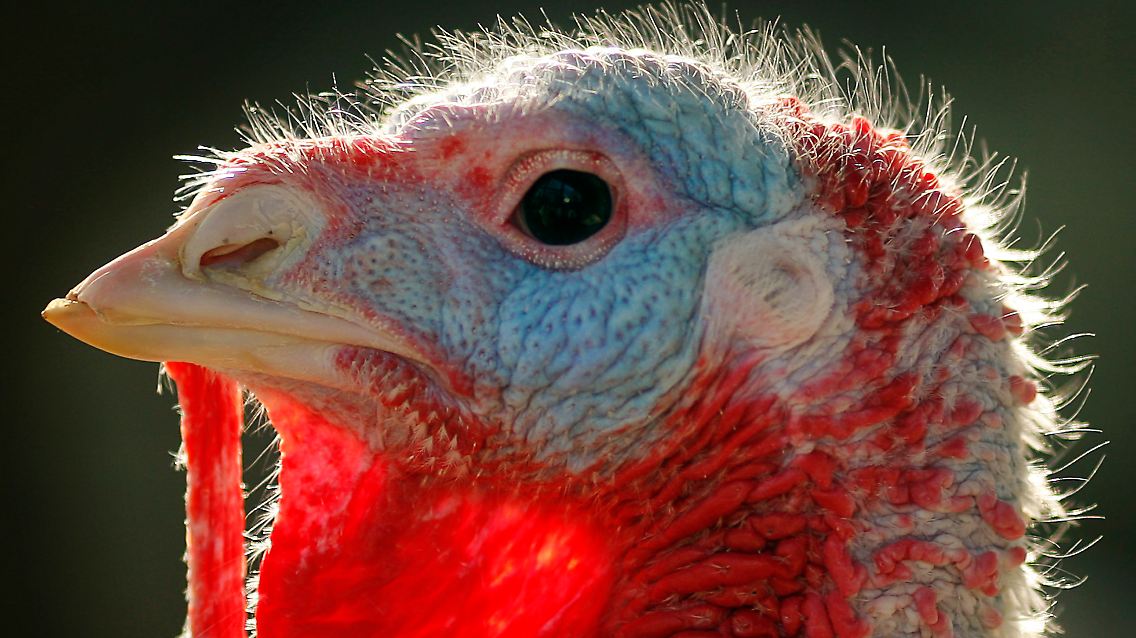 Thanksgiving.jpg