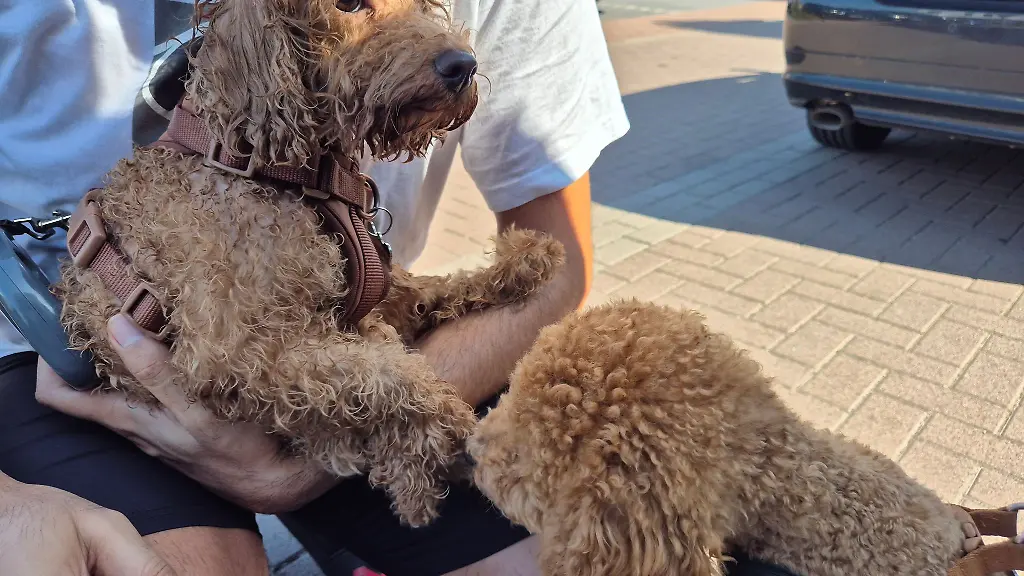 Wieder-gluecklich-vereint